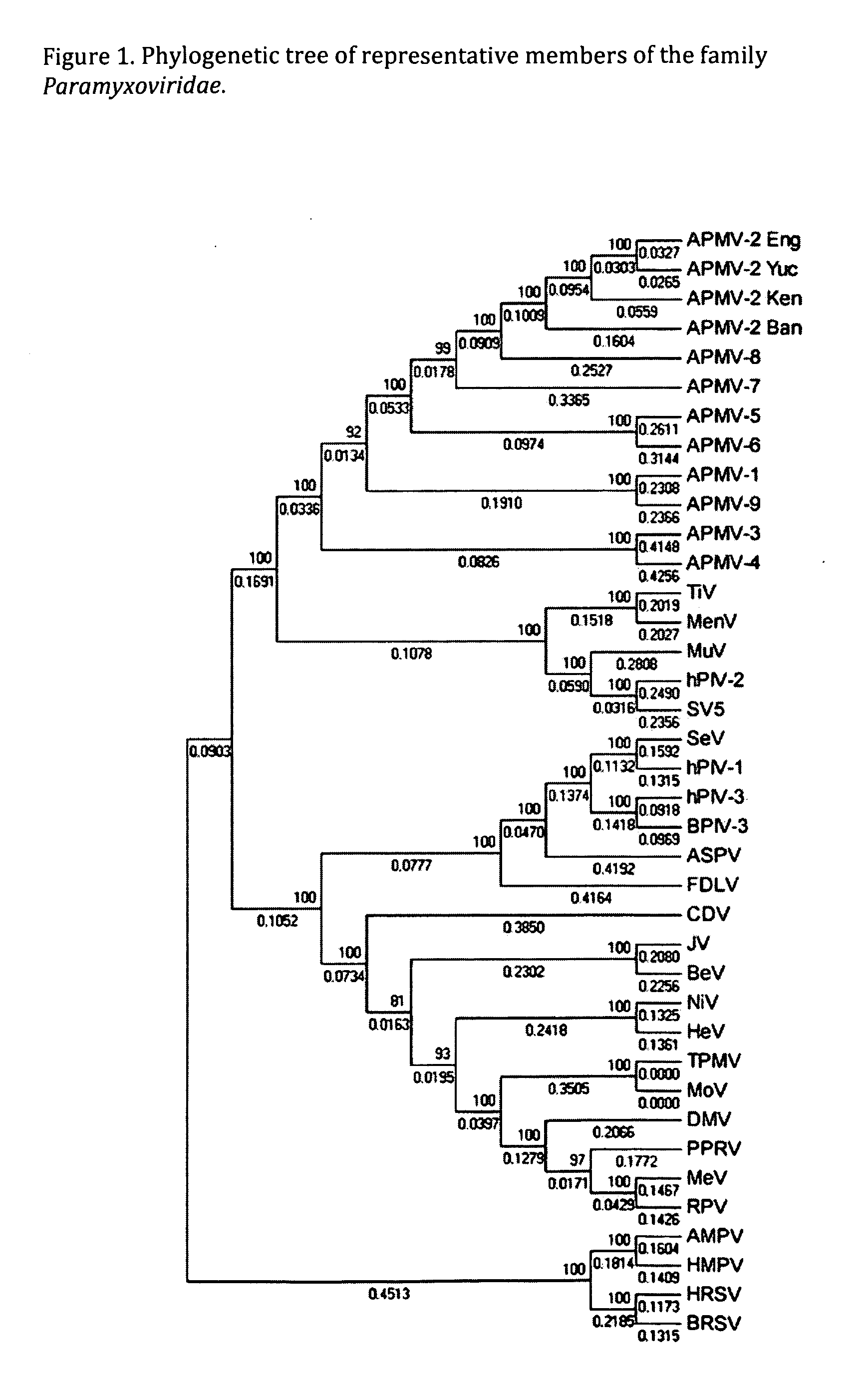 Genomic sequence of avian paramyxovirus type 2 and uses thereof