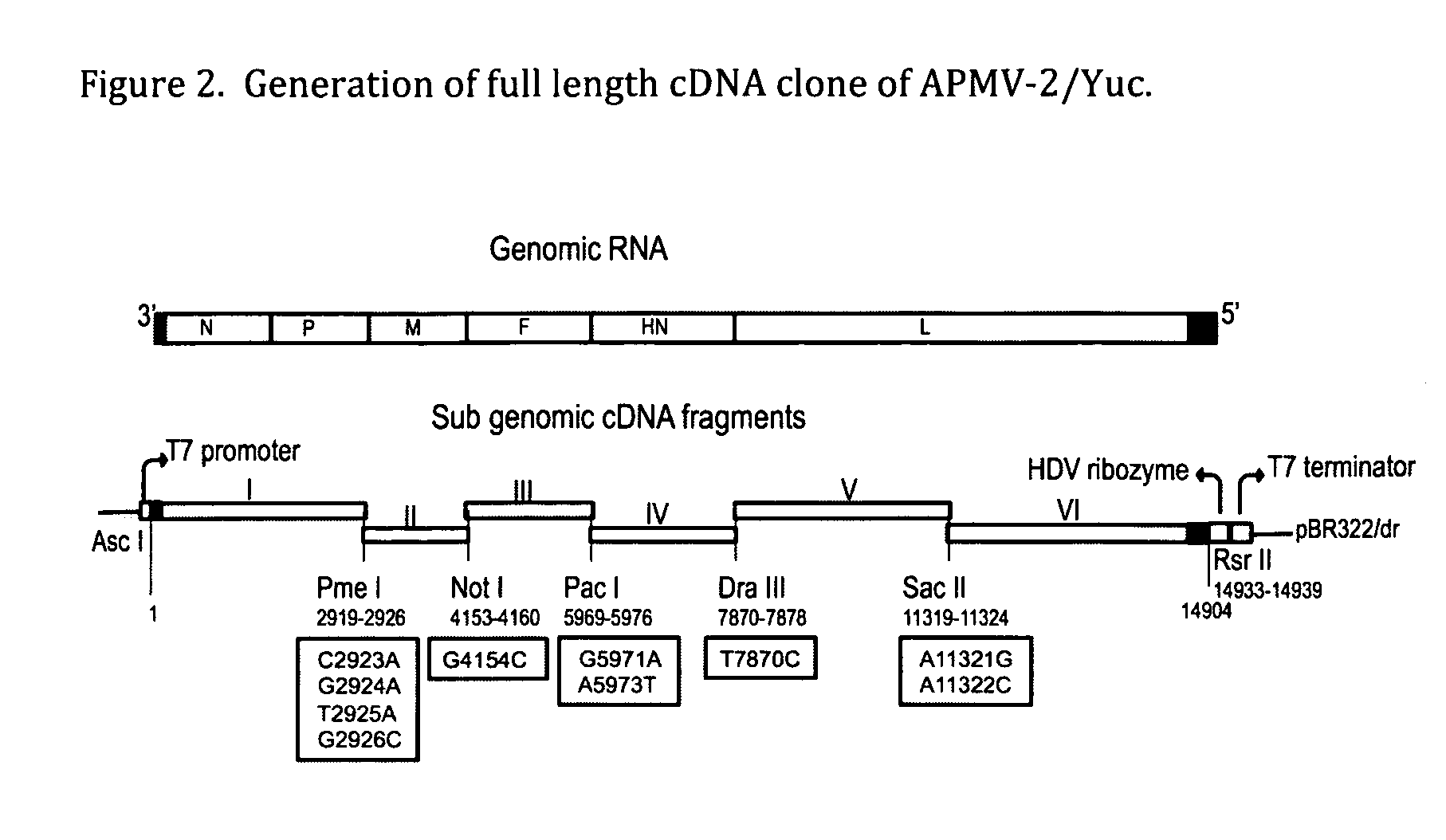 Genomic sequence of avian paramyxovirus type 2 and uses thereof