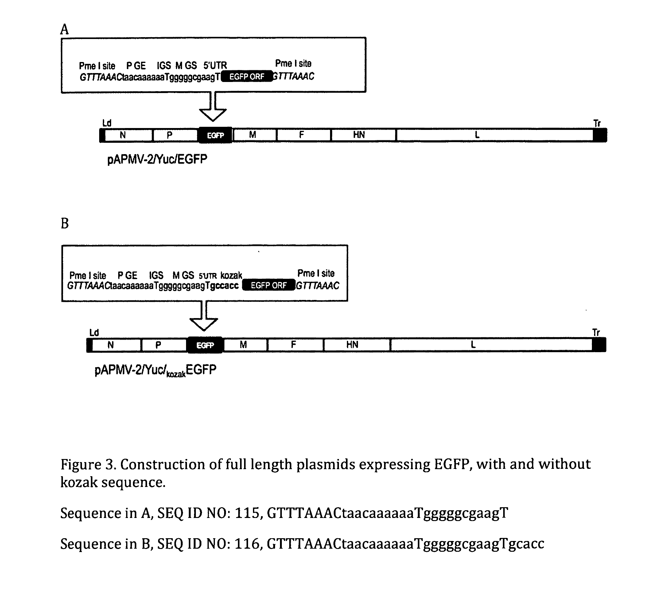 Genomic sequence of avian paramyxovirus type 2 and uses thereof