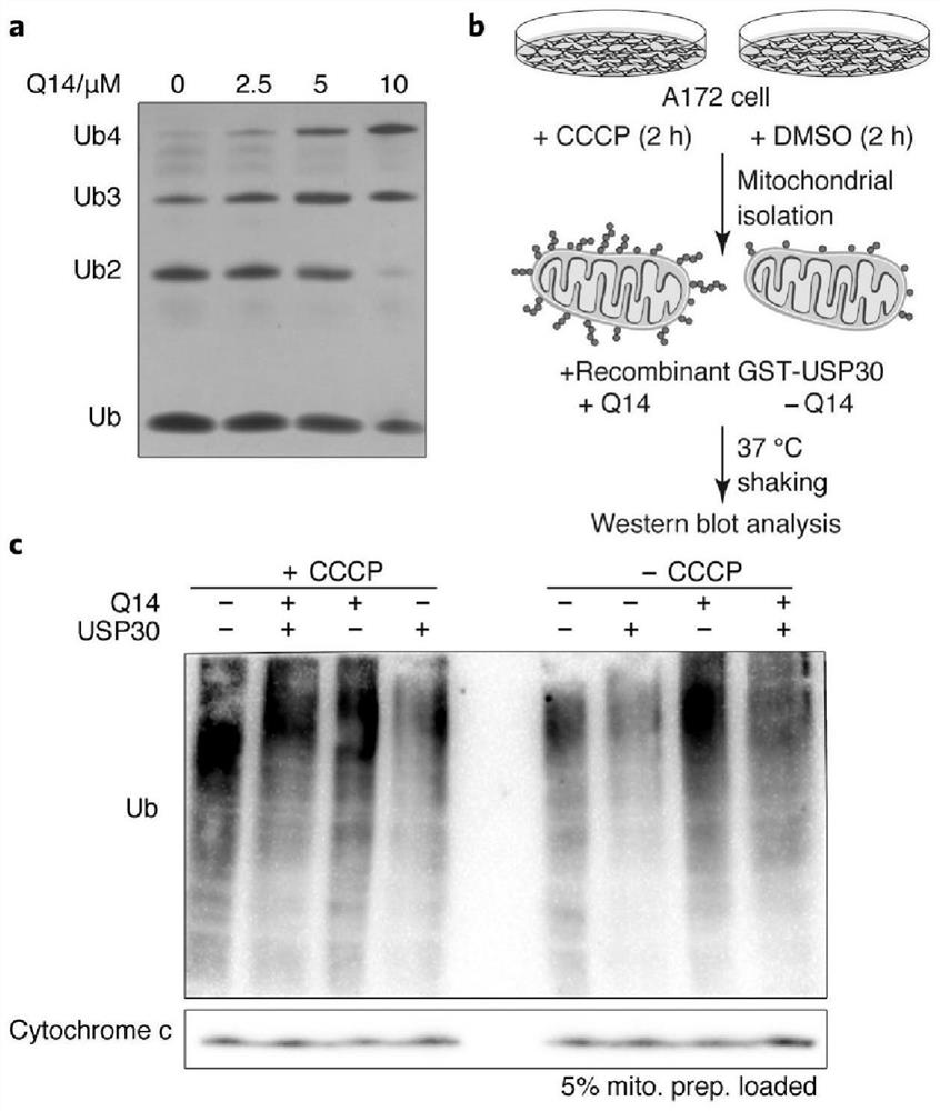 Polypeptide inhibitor and application thereof