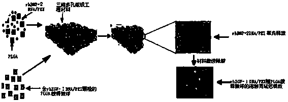 A kind of preparation method of double gene sequential slow release tissue engineering scaffold material