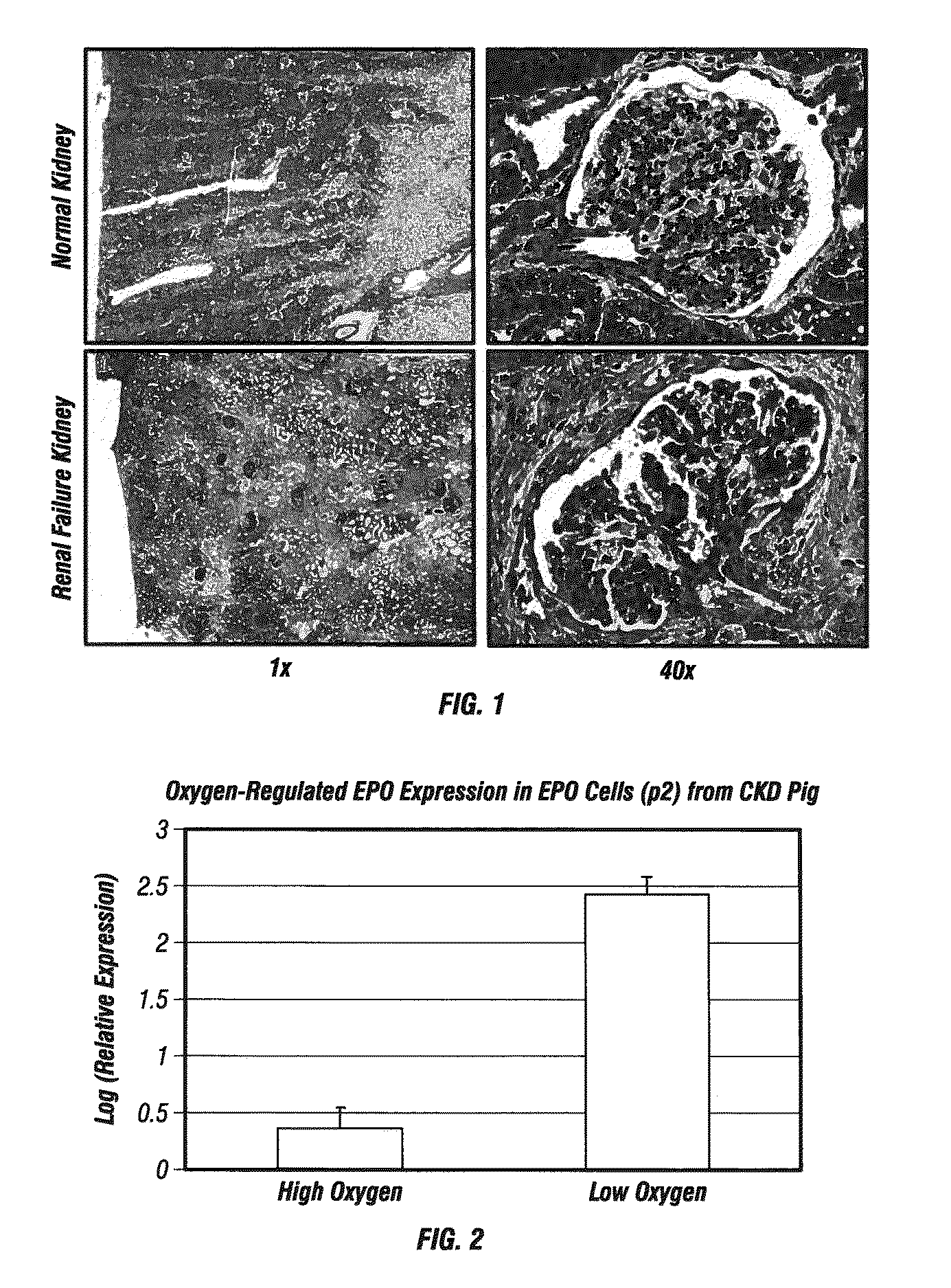 Isolated renal cells and uses thereof