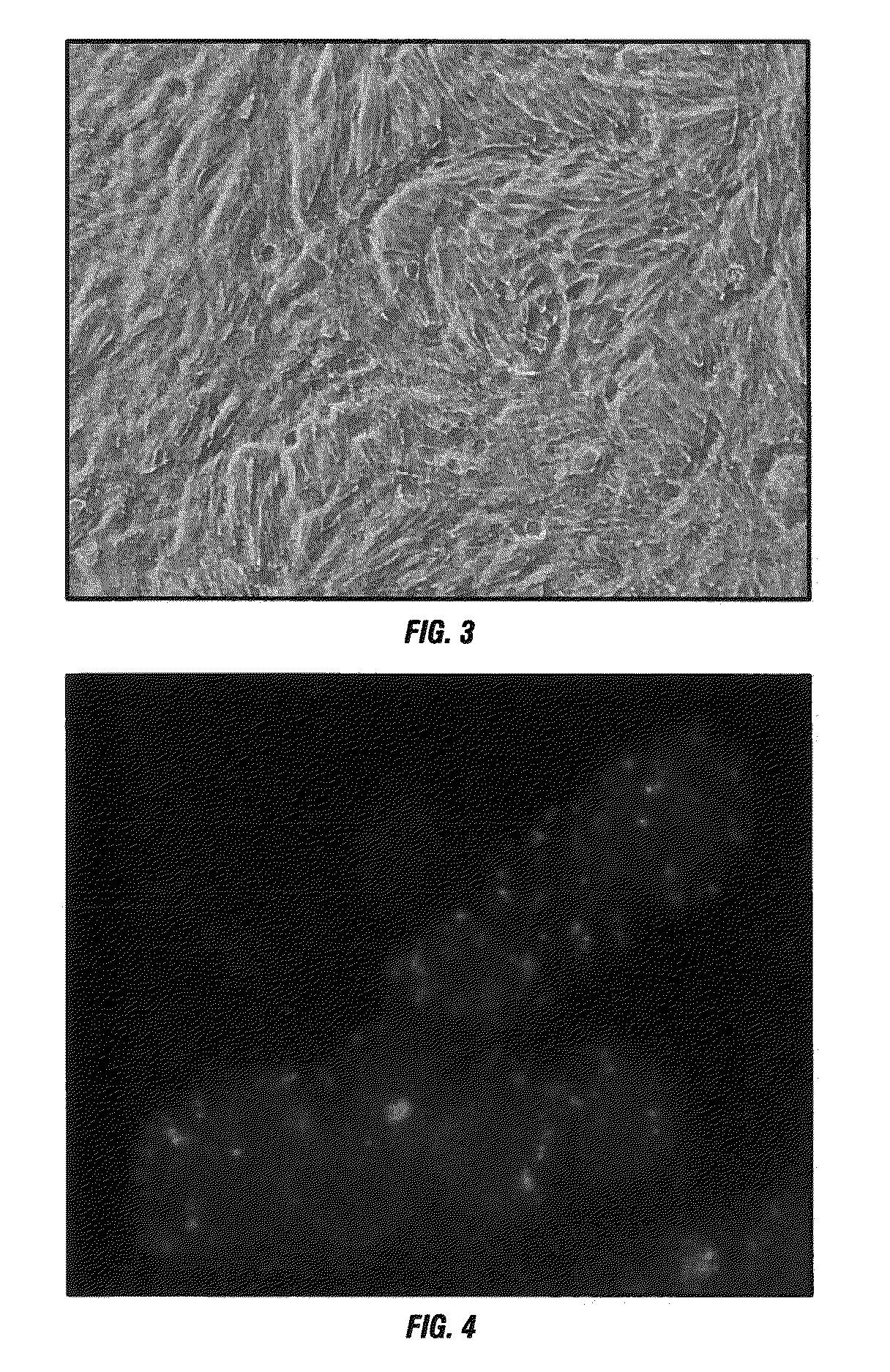 Isolated renal cells and uses thereof