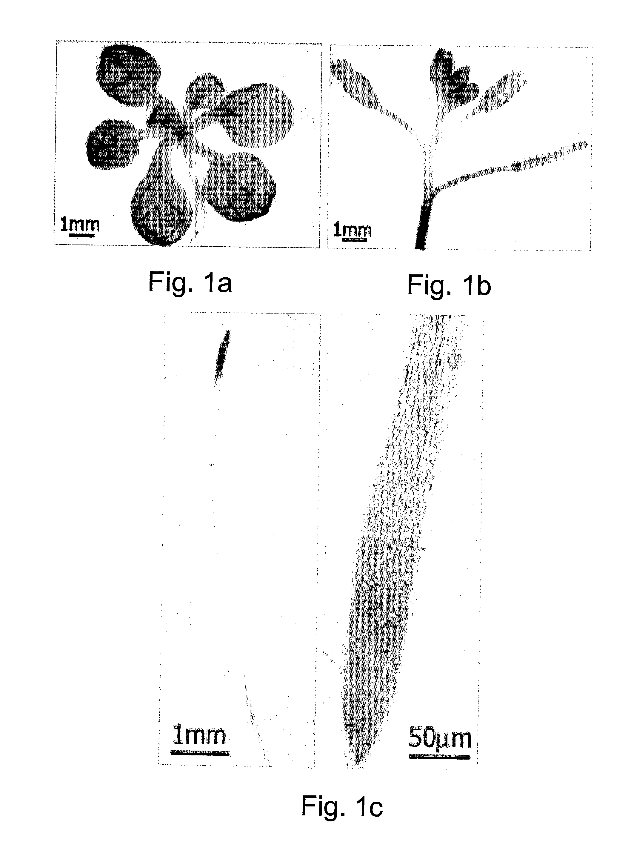 Control of so2 metabolism in plants and its applications