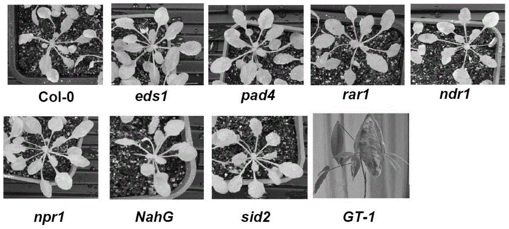 Application of oidium heveae-resistant gene ROH1 to arabidopsis