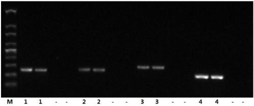 Primer for detecting FHV-1, nucleic acid capture gold-labeled test strip, reagent kit and application
