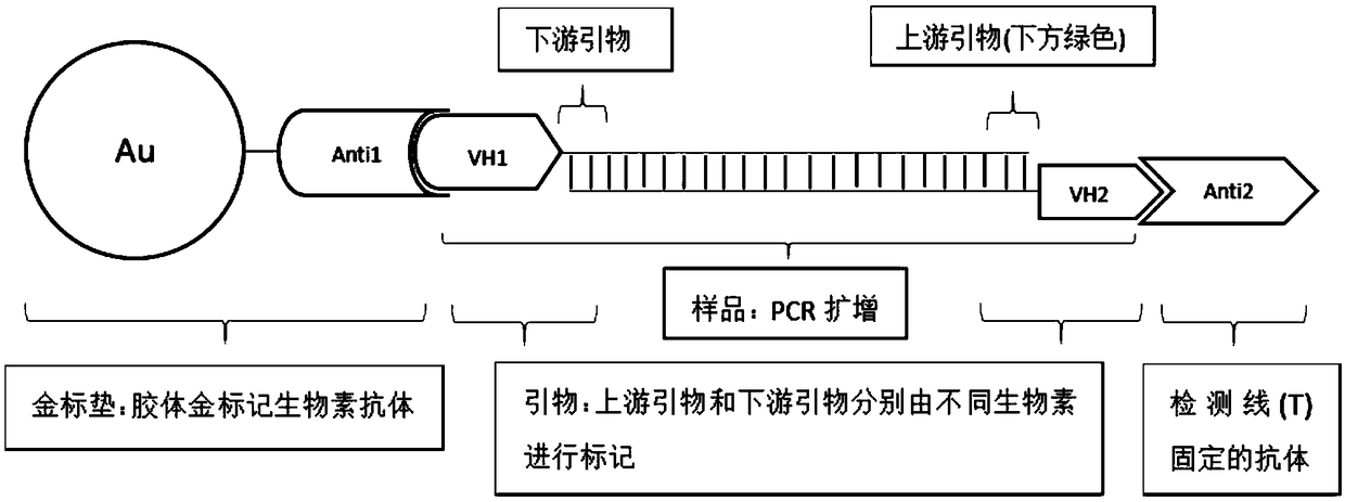 Primer for detecting FHV-1, nucleic acid capture gold-labeled test strip, reagent kit and application
