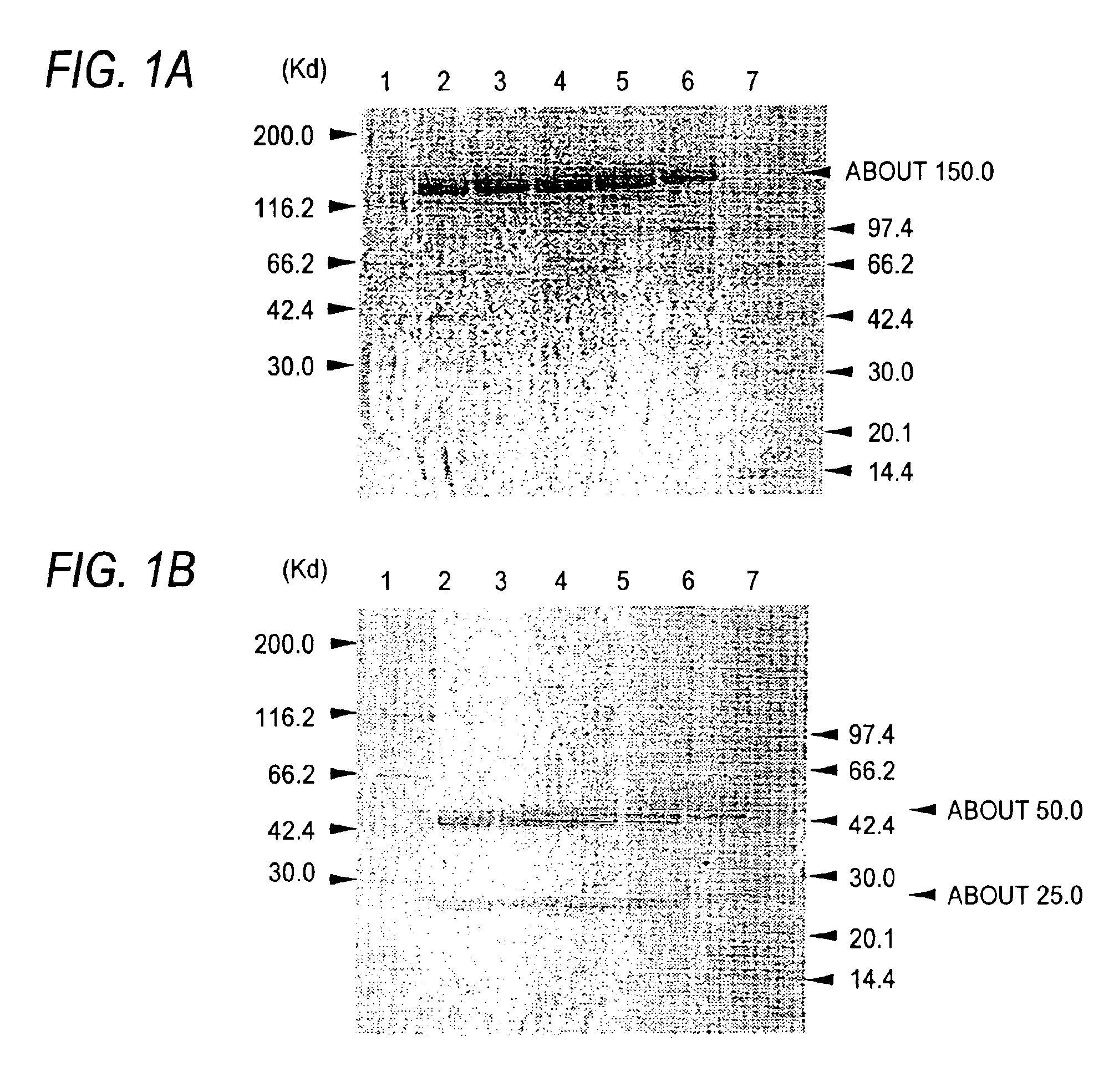 Cells producing antibody compositions with increased antibody dependent cytotoxic activity