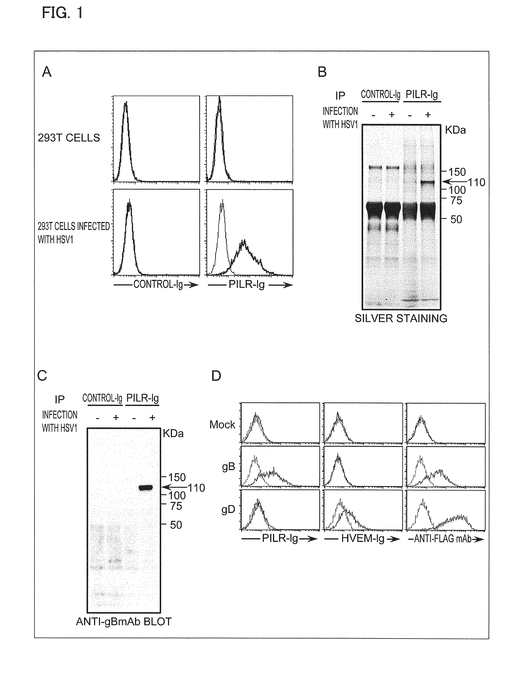 Herpes virus infection inhibitor, method for inhibiting infection with herpes virus, and use thereof