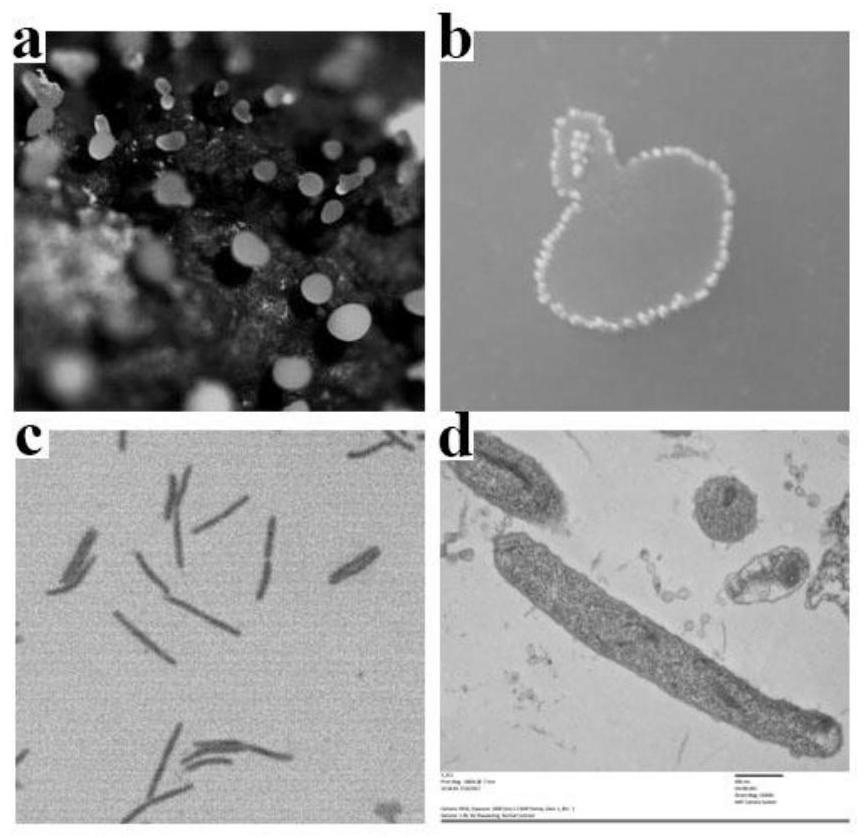 Myxococcus petiole preying on plant pathogenic bacteria and its application in biological control of bacterial diseases