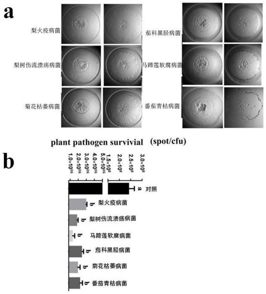 Myxococcus petiole preying on plant pathogenic bacteria and its application in biological control of bacterial diseases