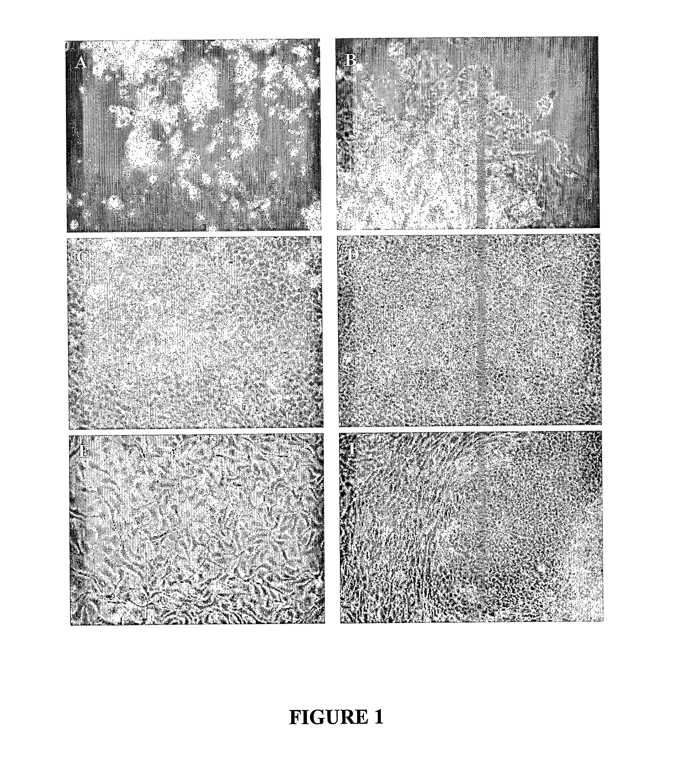 Compositions and Methods for Stem Cell Expansion and Differentiation