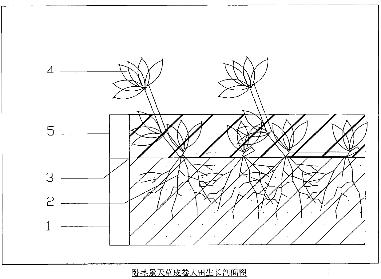 Production method of light-type firm-rooting-type sedum sarmentosun bunge turf rolls