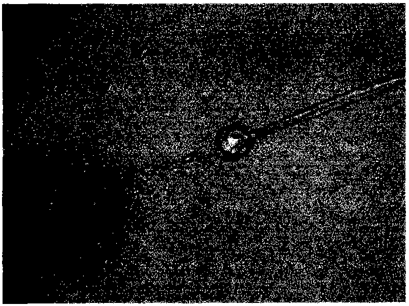 Mucor rouxii and method for producing xylanase by using the same