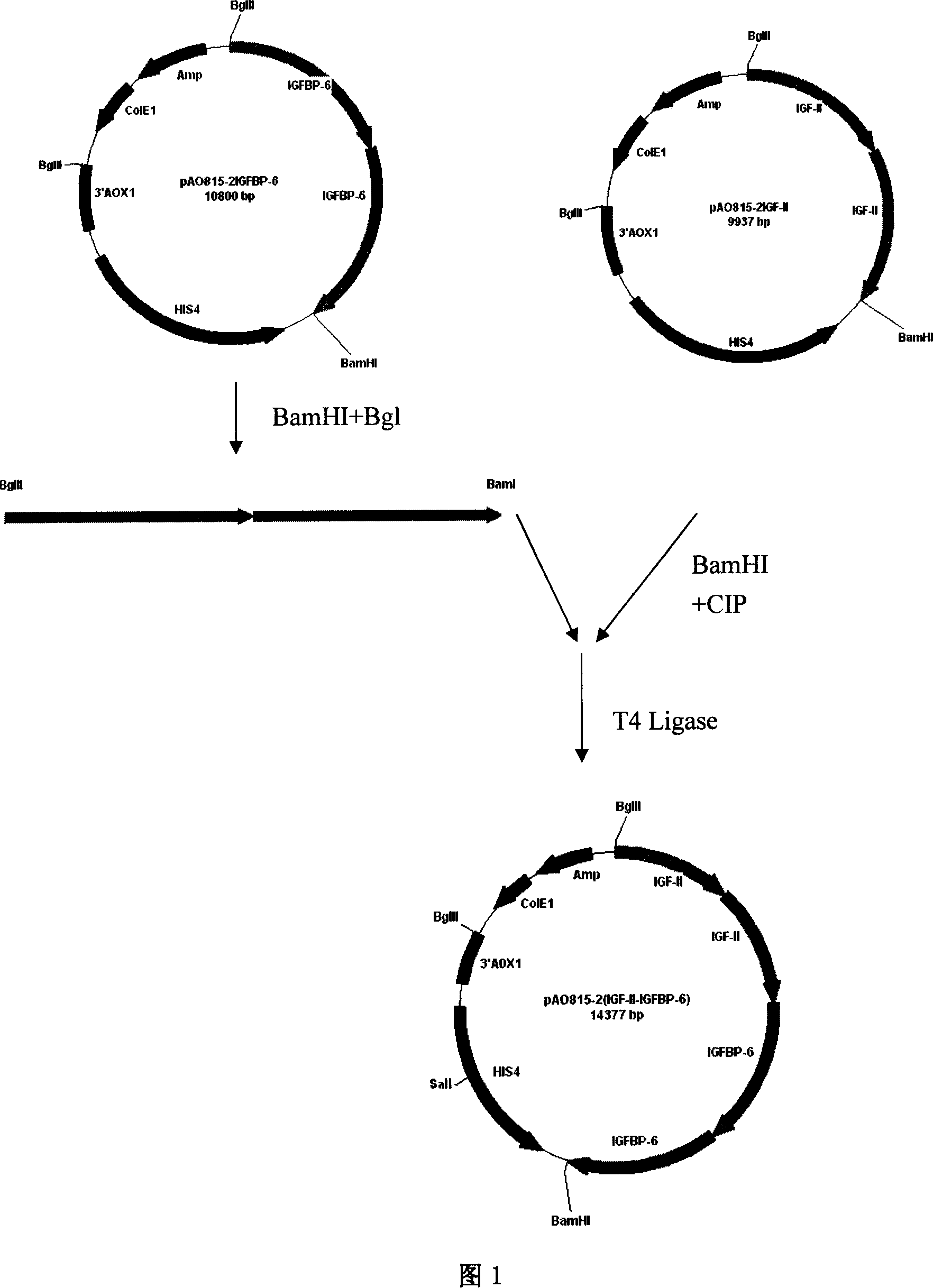 Preparation method of activated insulin-like growth factor-II mediated by insulin-like growth factor binding protein-6