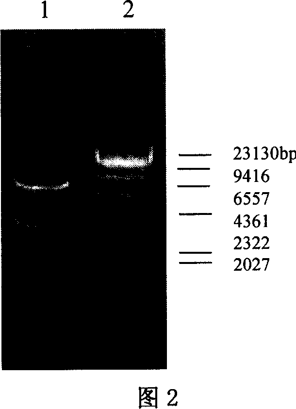 Preparation method of activated insulin-like growth factor-II mediated by insulin-like growth factor binding protein-6