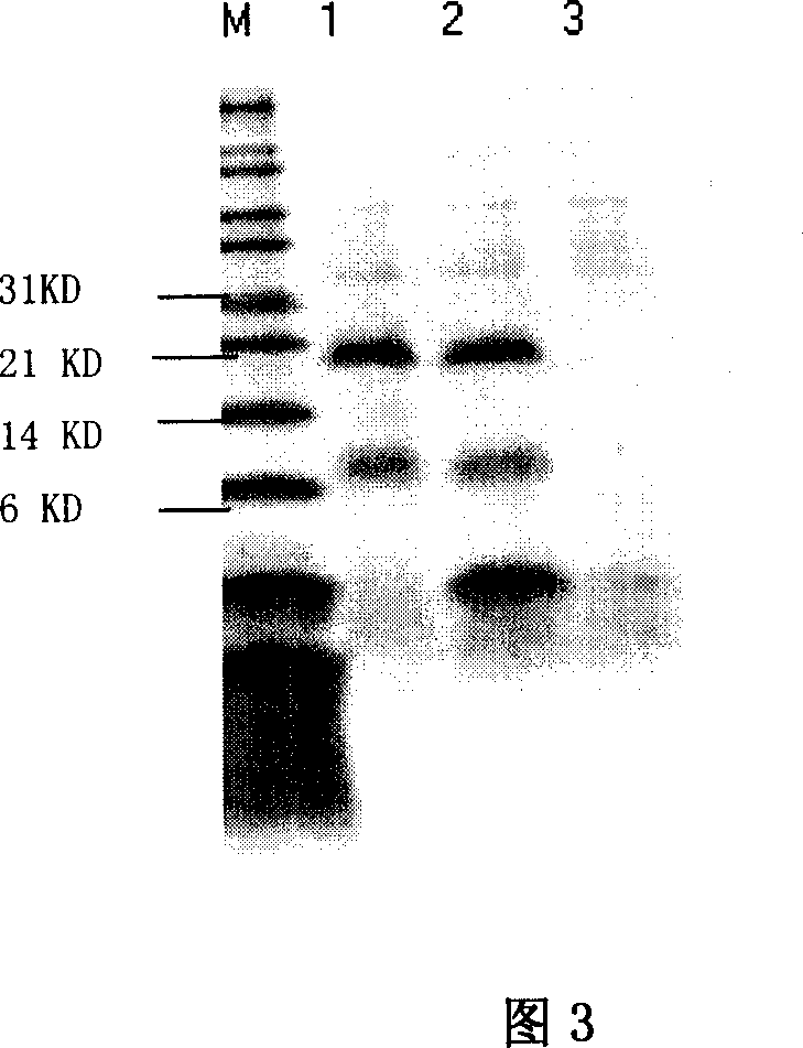 Preparation method of activated insulin-like growth factor-II mediated by insulin-like growth factor binding protein-6