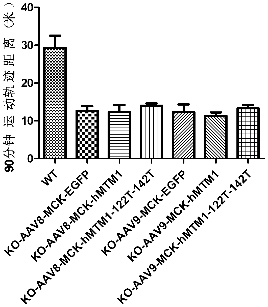 Gene drug for X chromosome-linked myotubular myopathy