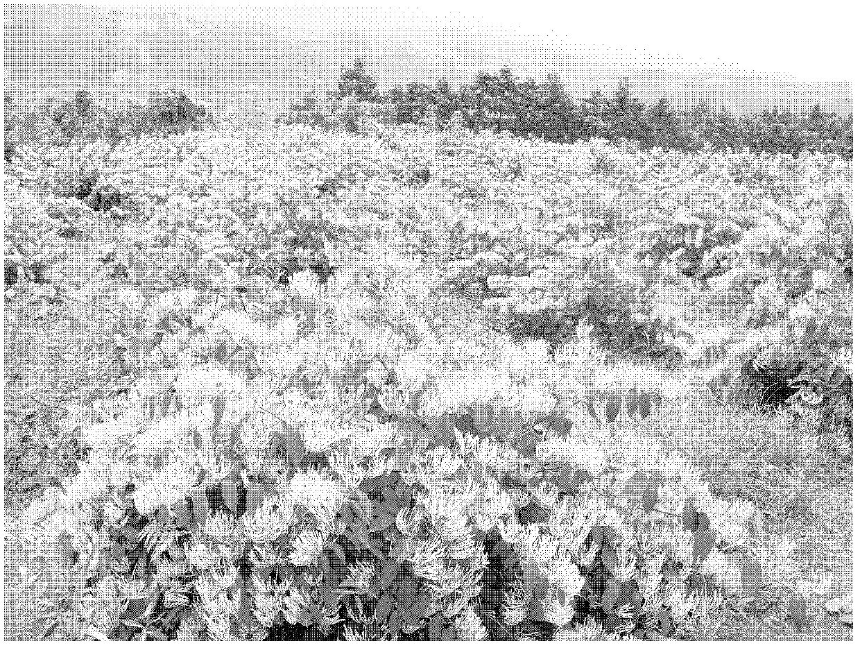 High-efficiency interplanting method of honeysuckle and hyacinth bletilla