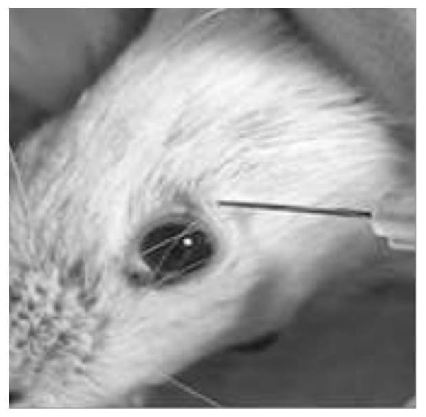 Construction method of mouse xerophthalmia model induced by concanavalin A and application
