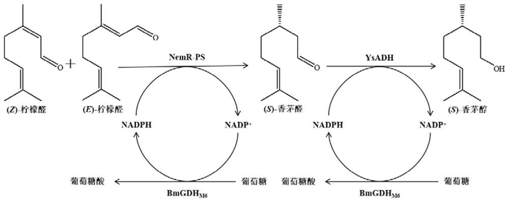 Three-enzyme co-expression recombinant bacterium and application thereof in synthesis of (S)-citronellol