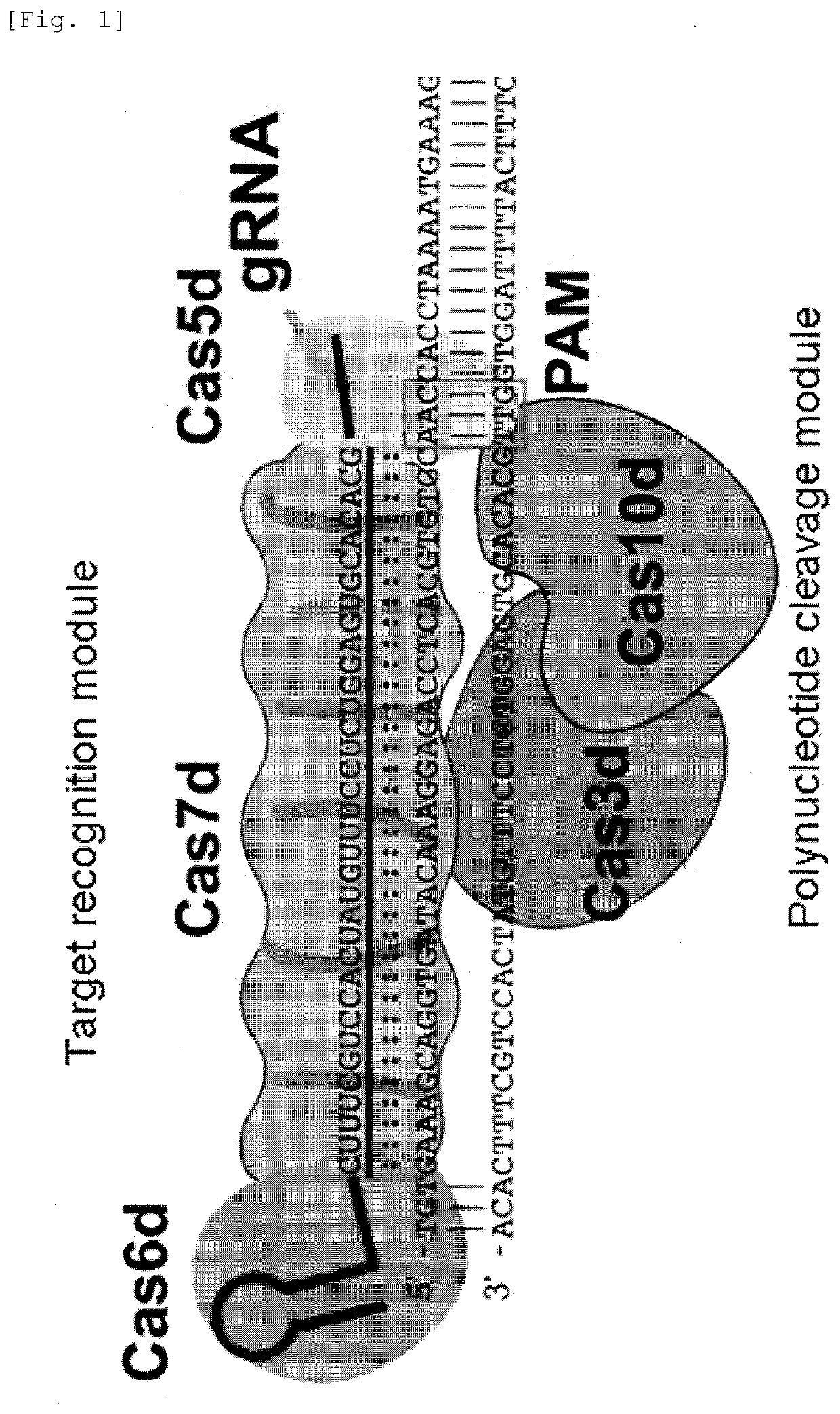 Target sequence specific alteration technology using nucleotide target recognition