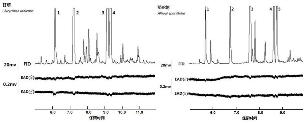 New application of volatile compound of liquorice and alhagi sparsifolia