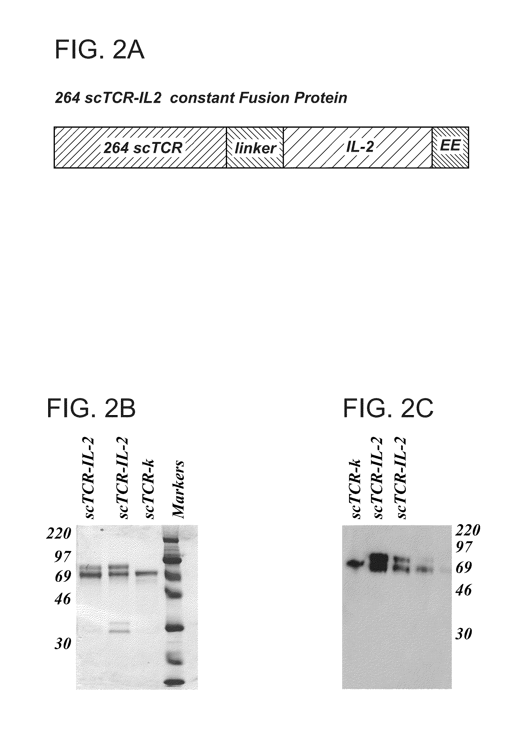 T cell receptor fusions and conjugates and methods of use thereof