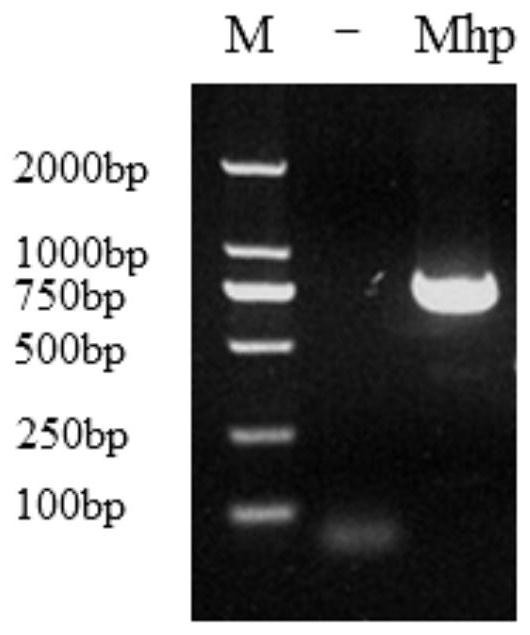 Primer group for detecting mycoplasma hyopneumoniae, application of primer group and real-time fluorescent quantitative PCR detection method