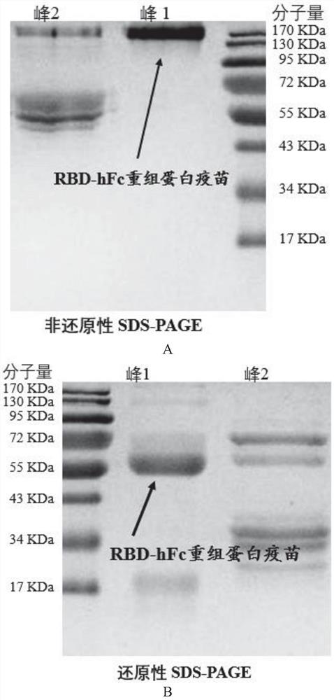 Fusion protein and application thereof in preparation of novel coronavirus subunit vaccine
