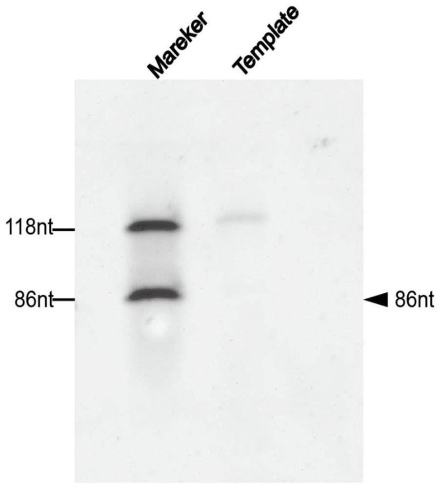 Aptamer screening method