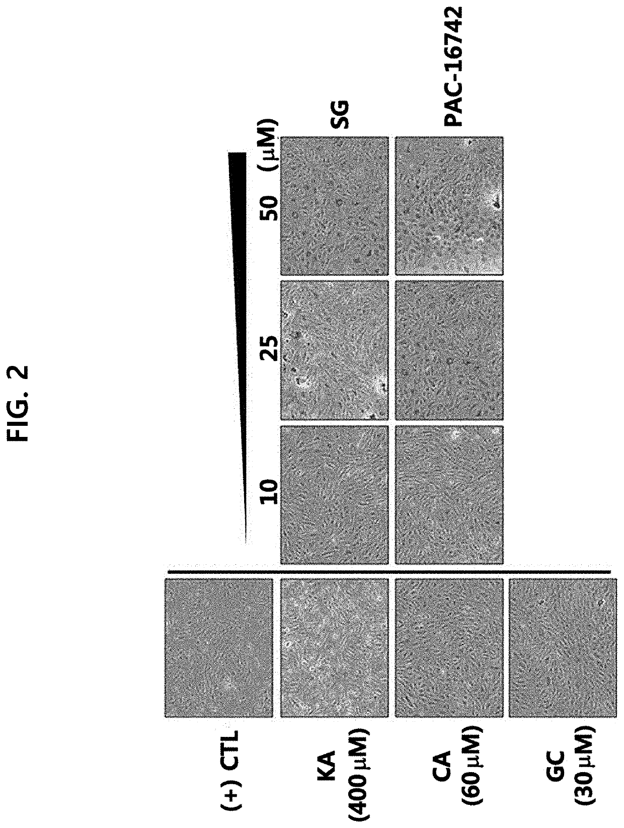 Composition for promoting adipocyte differentiation or adiponectin, comprising trimethoxy phenyl compound