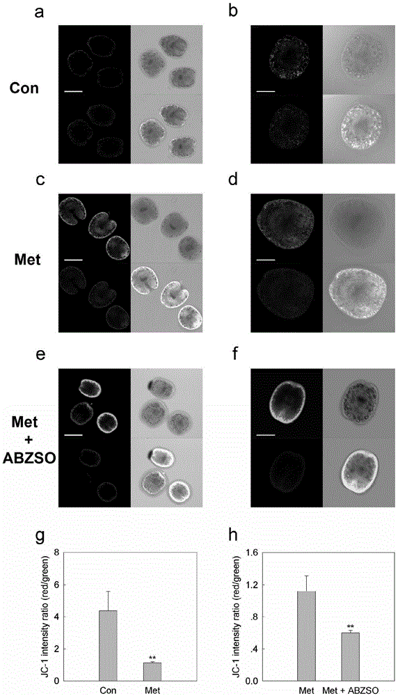Imaging model in small animal living bodies with echinococcus granulosus and construction method thereof