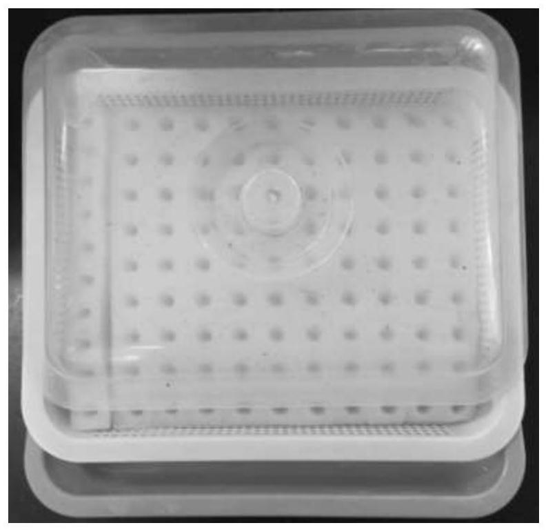 The domestication process of tissue culture seedlings of a hard-to-root clone of Acacia blackwood