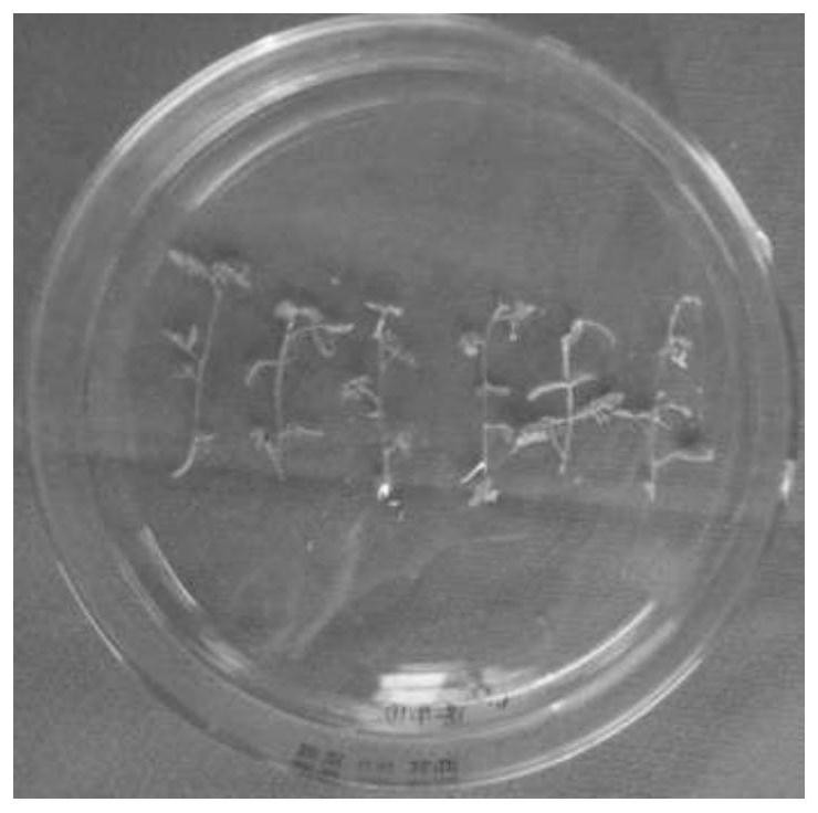 The domestication process of tissue culture seedlings of a hard-to-root clone of Acacia blackwood