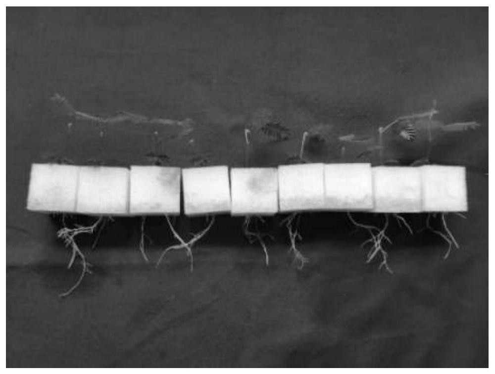 The domestication process of tissue culture seedlings of a hard-to-root clone of Acacia blackwood