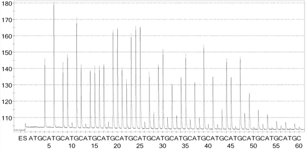 Kit for detecting peste des petits ruminants virus by utilizing pyrophosphoric-acid sequencing technology