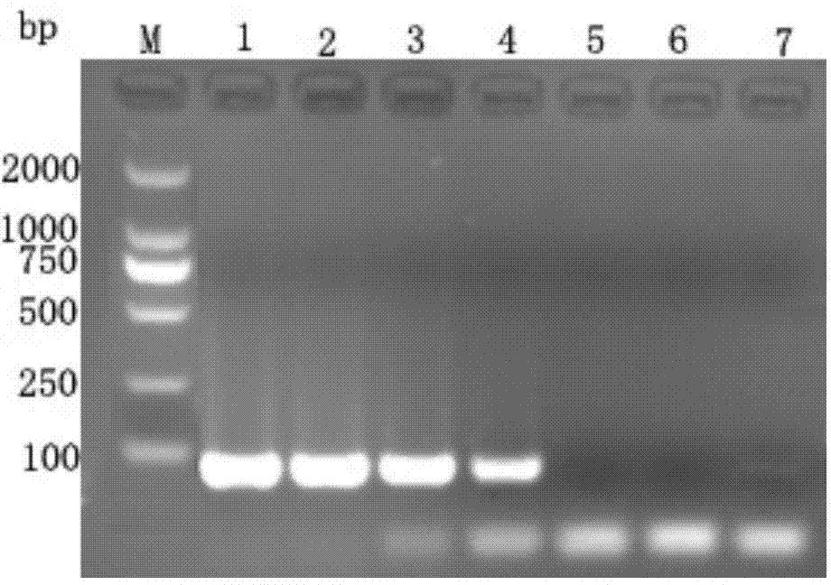 Kit for detecting peste des petits ruminants virus by utilizing pyrophosphoric-acid sequencing technology