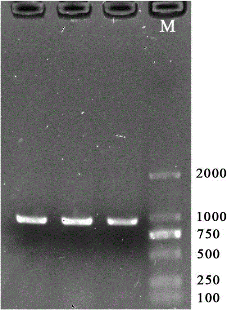 Rapid extraction method of black sea bream genome DNA