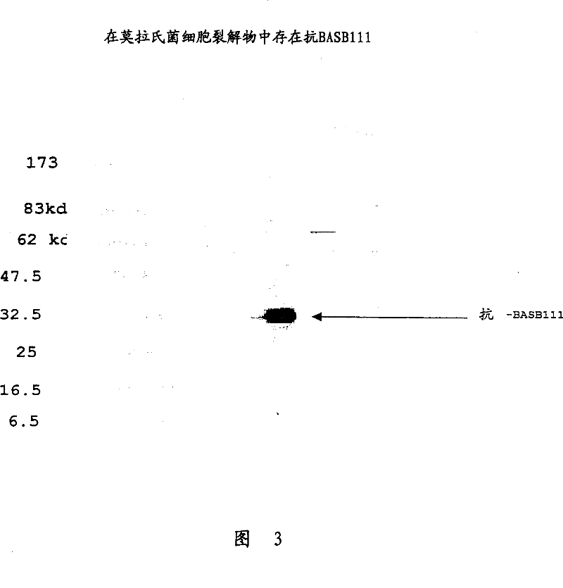 BASB 111 polypeptide and polynucleotide from moraxella cathraahalis