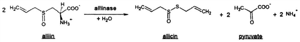 Application of allicin in preparation of anti-saccharomycetes drugs