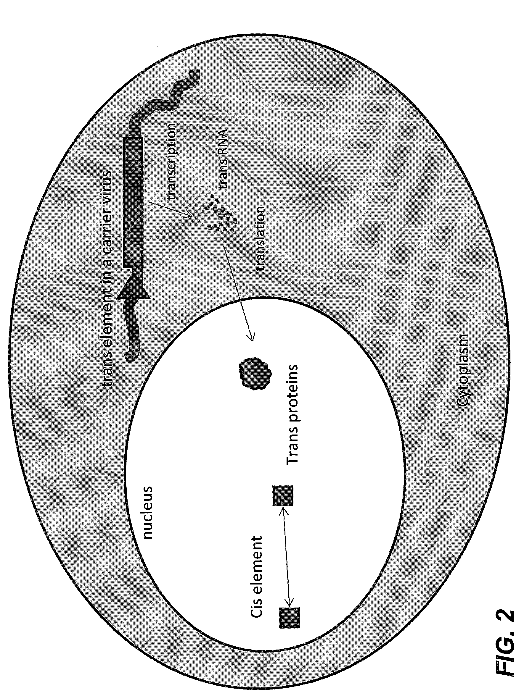 Methods and compositions for the production of recombinant virus vectors