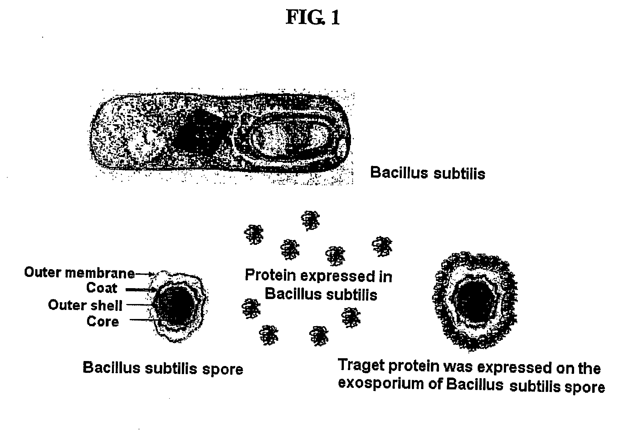 Method for Whole Surrounding Surface Display of Target Proteins Using Bacterial Exoporium