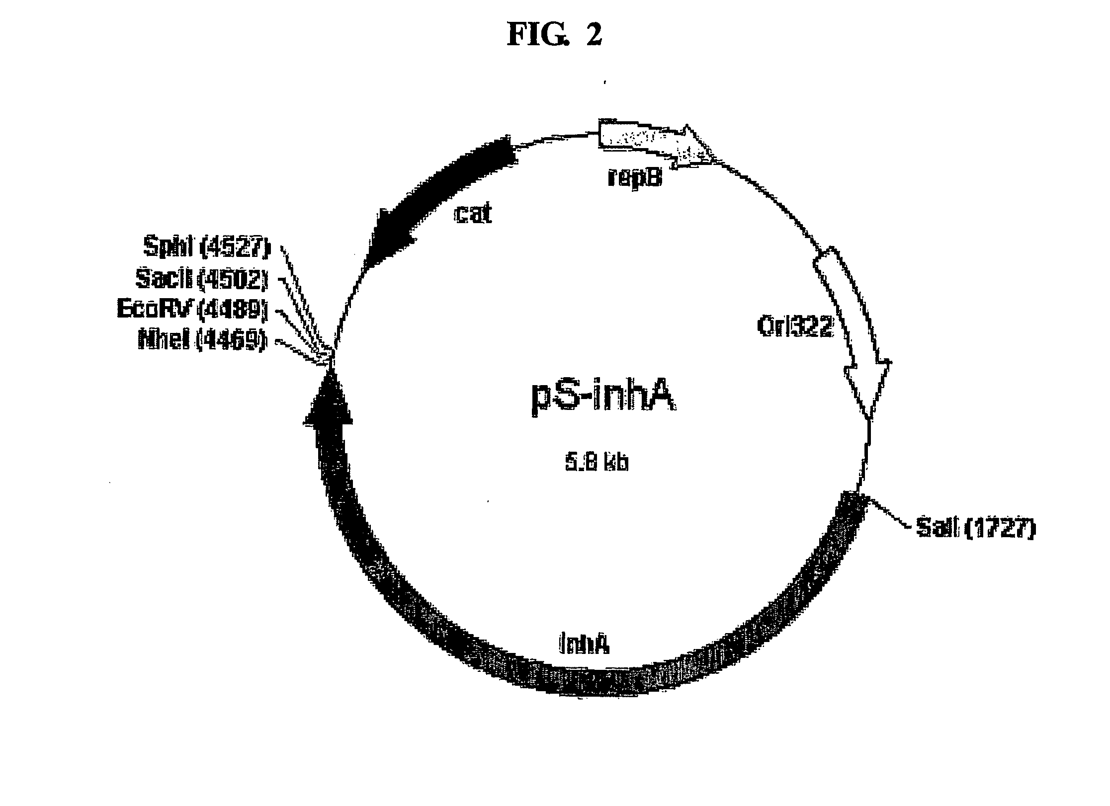 Method for Whole Surrounding Surface Display of Target Proteins Using Bacterial Exoporium