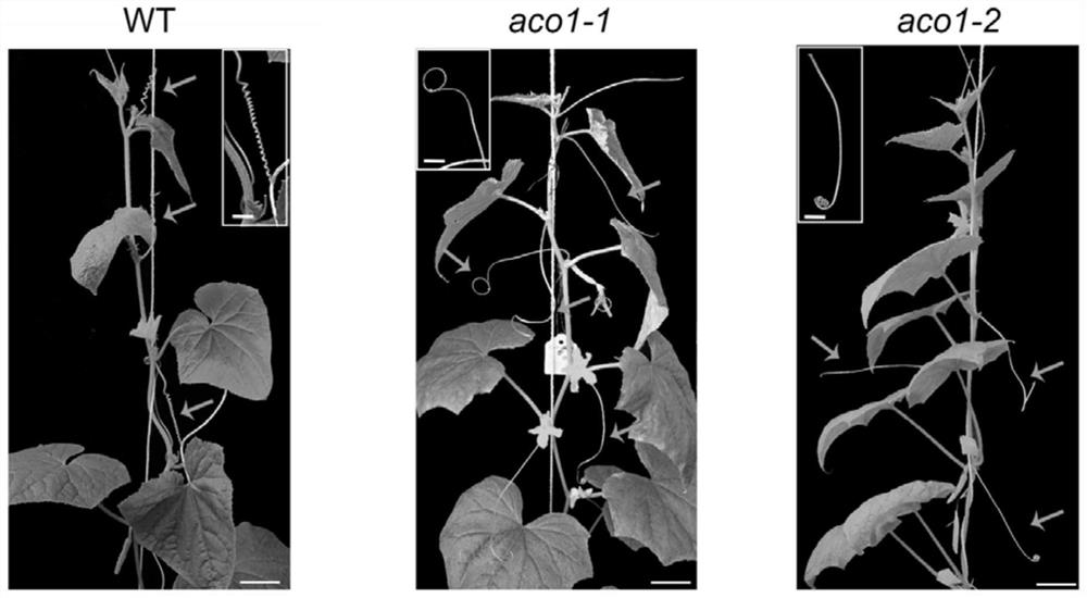 The Method of Changing the Properties of Cucumber Tendrils