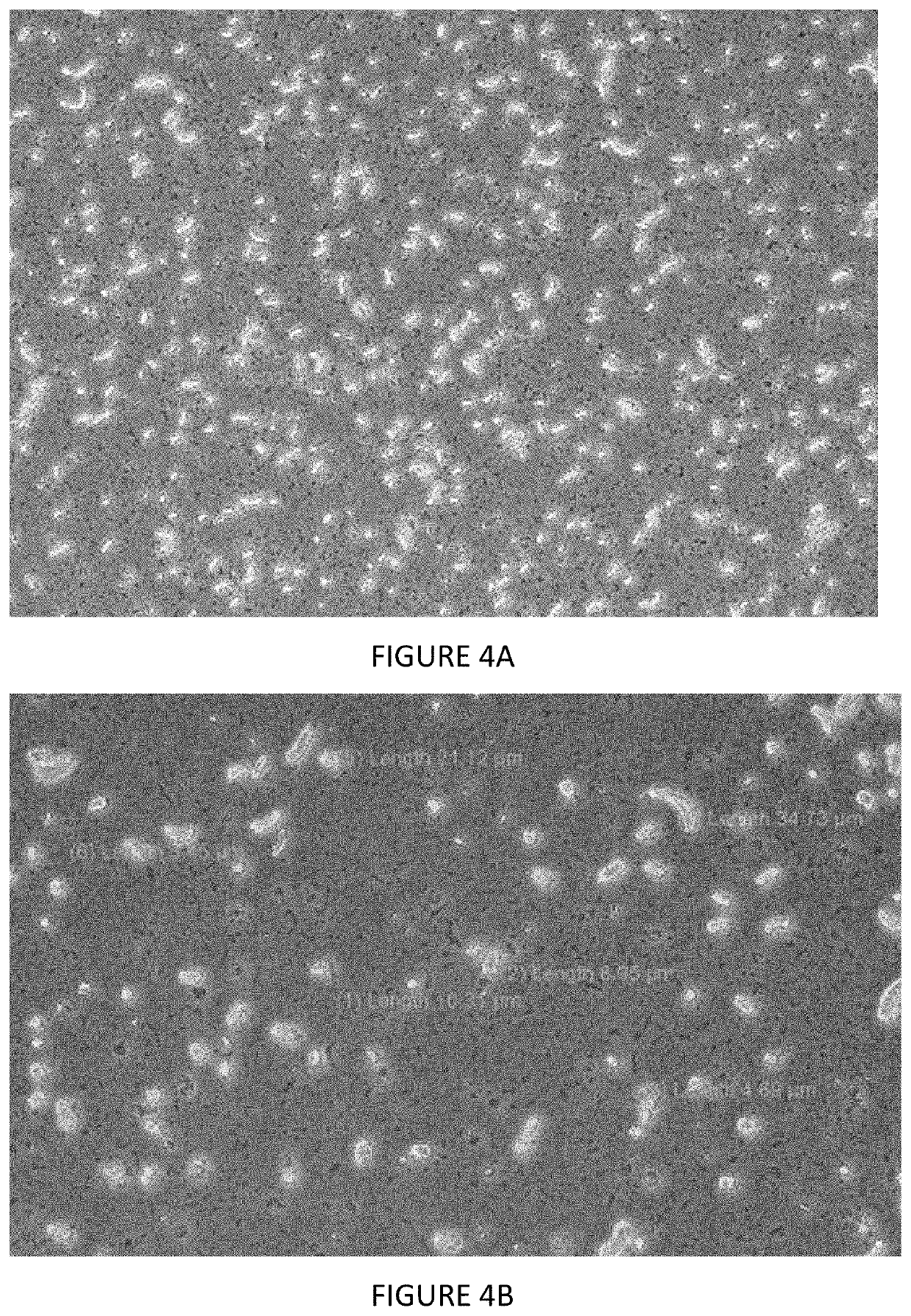 Processes for obtaining colors from algal biomasses