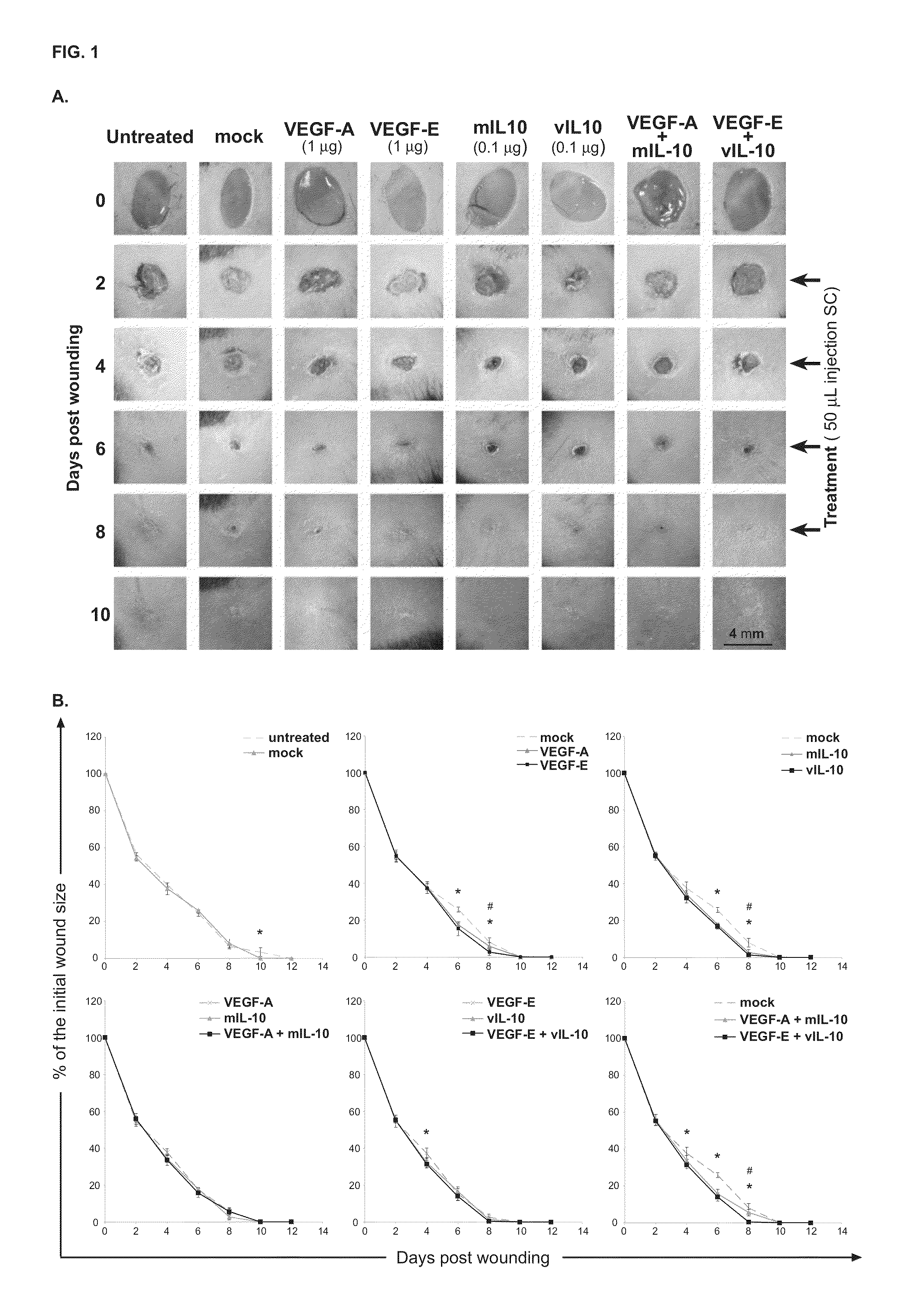 Combination Treatments and Compositions for Wound Healing