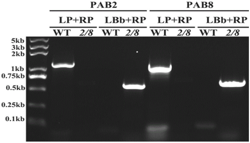 Method for improving NaCl tolerance of plants by reducing PAB2 and PAB8