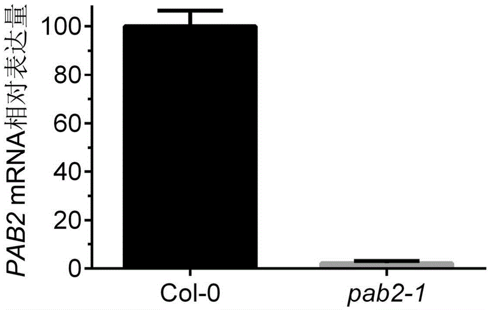 Method for improving NaCl tolerance of plants by reducing PAB2 and PAB8