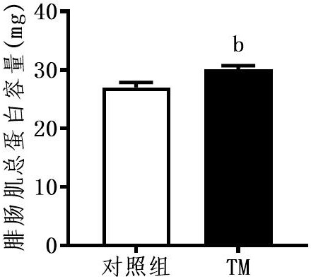 Muscle building and therapeutic application of tetrathiomolybdate